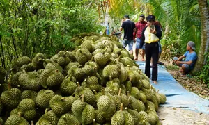 Sầu riêng vướng quy định mới khiến xuất khẩu rau quả lao dốc Sầu riêng vướng quy định mới khiến xuất khẩu rau quả lao dốc