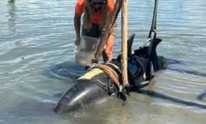 Cá heo hơn 400 kg lao lên thuyền Cá heo hơn 400 kg lao lên thuyền