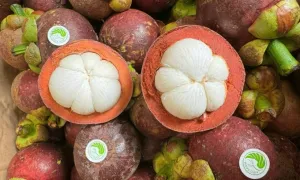 Măng cụt giá 150.000 đồng một kg vẫn 'cháy' hàng